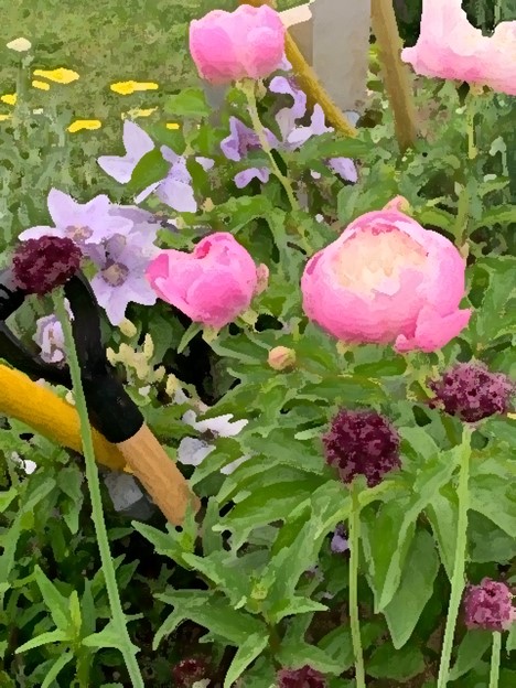 peonies, pollinator garden, click on section to right