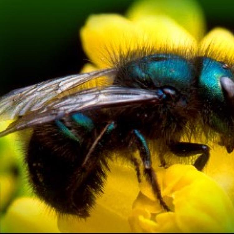  native bee yellow flower pollinators