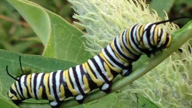 MONARCH BUTTERFLY LARVAE